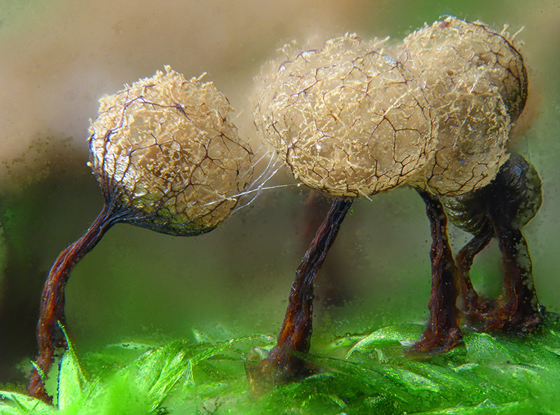 Cribraria argillacea